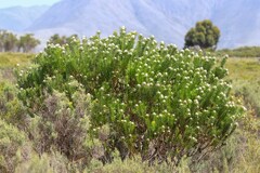 Leucadendron linifolium