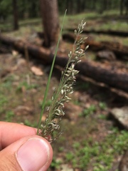 Blepharoneuron tricholepis