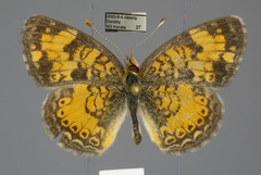 Phyciodes tharos orantain