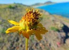 Encelia balandra
