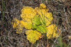 Arctopus echinatus