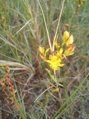 Hypericum lalandii