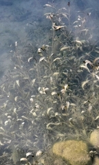 Potamogeton