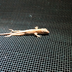 Anolis nebulosus