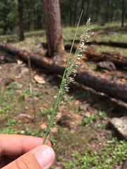 Blepharoneuron tricholepis