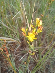 Hypericum lalandii