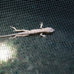 Anolis nebulosus