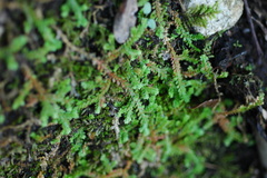 Selaginella denticulata