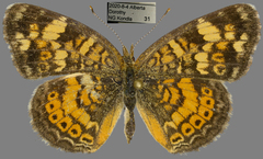 Phyciodes tharos orantain