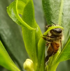 Apis mellifera