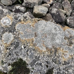 Rinodina