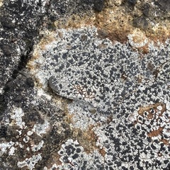 Rinodina