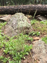 Blepharoneuron tricholepis