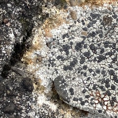 Rinodina