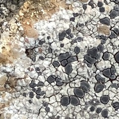Rinodina