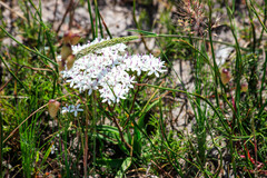 Corymbium villosum