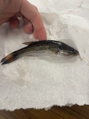 Micropterus punctulatus