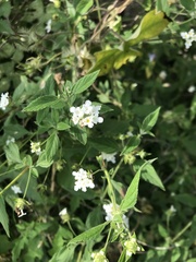 Verbenaceae