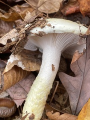 Hygrophorus