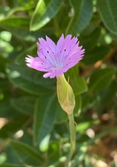 Dianthus tripunctatus