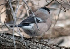 Pyrrhula pyrrhula griseiventris