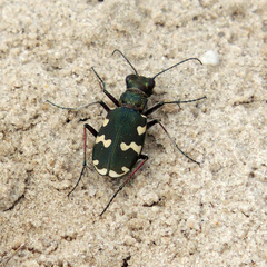 Cicindela hybrida