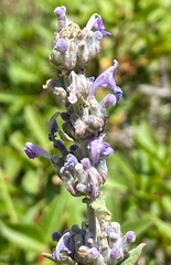 Nepeta curviflora