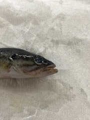 Micropterus punctulatus