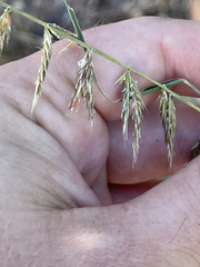 Bouteloua reflexa