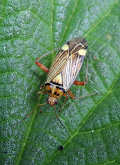 Rhabdomiris striatellus