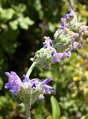 Nepeta curviflora