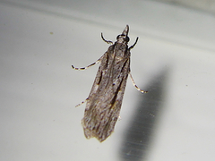 Scoparia indistinctalis