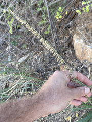 Bouteloua reflexa