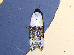Trachypepla amphileuca
