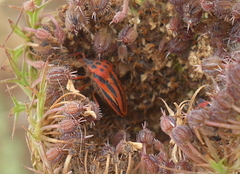 Graphosoma semipunctatum