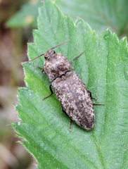 Agrypnus murinus