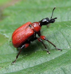 Apoderus coryli