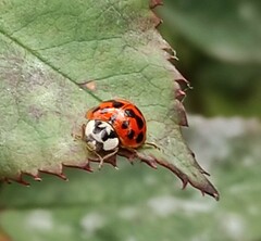 Harmonia axyridis