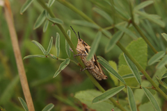 Pyrgomorphidae