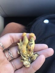 Gymnopilus subspectabilis