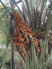 Butia odorata