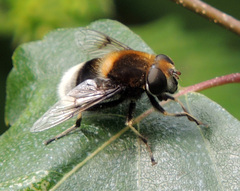 Eristalis intricaria