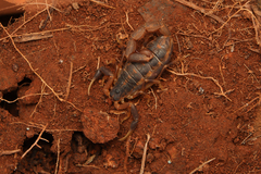 Uroplectes triangulifer