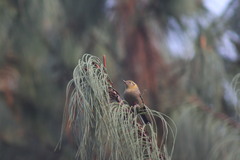 Peucedramus taeniatus