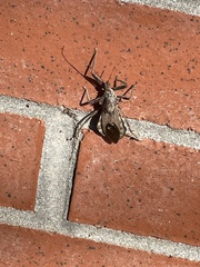 Arilus cristatus