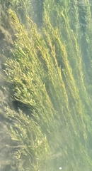 Potamogeton nodosus