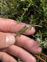 Calluna vulgaris