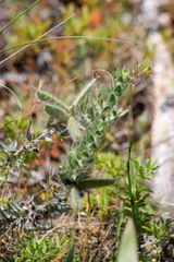 Xiphotheca lanceolata