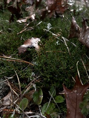 Calluna vulgaris
