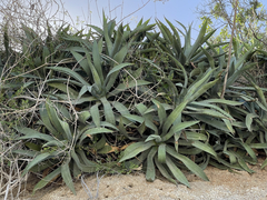 Agave capensis